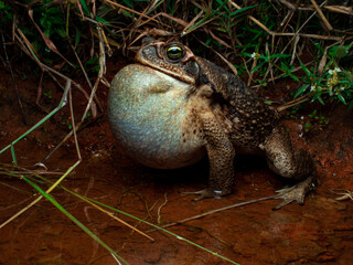 Toad, cururu, Rhinella diptycha