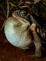 Toad, cururu, Rhinella diptycha