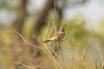 Grey-necked Bunting (Emberiza buchanani) perched on a dry branch in Bhigwan, Maharashtra - migratory songbird of India's arid grasslands.