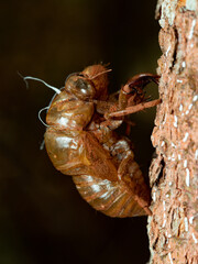 Cicada exuvia
