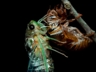 Cicada exuvia