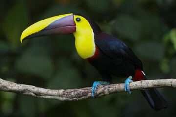 Naklejka premium yellow billed toucan