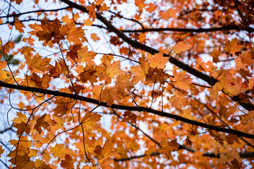 Close-up view of maple leaves in autumn season.