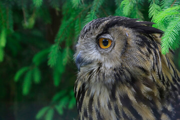 Waldohreule (Asio otus) sitzt im Fichtenbaum