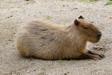 Capybara oder Wasserschwein (Hydrochoerus hydrochaeris) liegt am Boden 