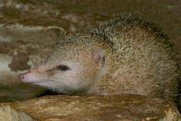Tenreks oder Tanreks (Tenrecidae) Madagaskar