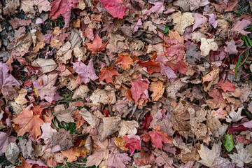 Fallen autumn leaves covering the ground in a forest.
