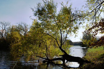 Umgefallende Weide am Ufer des Kanals zum Decksteiner Weiher, K&ouml;ln
