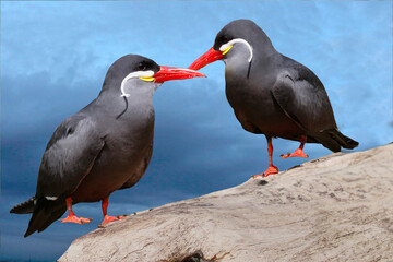Inkaseeschwalbe (Larosterna inca) zwei Tiere nebeneinander 