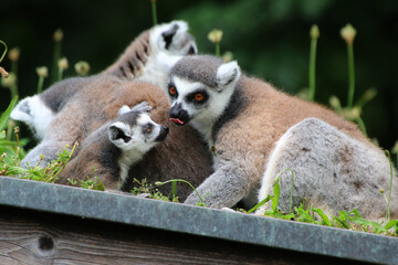 Katta (Lemur catta) Lemuren, Familie sitzt auf Dach 