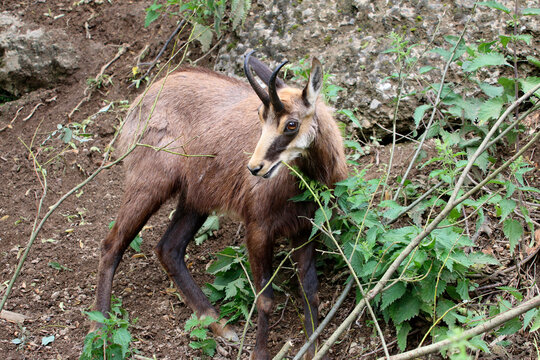 G&auml;mse (Rupicapra rupicapra) Alpentier 