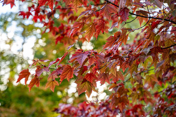 Red maple leaves on tree branches in autumn sunlight.
