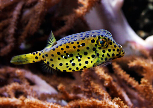 Gelbbraune Kofferfisch (Ostracion cubicus) Rotes Meer und tropischen Indopazifik