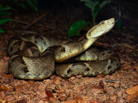 Jararaca, Bothrops moojeni
