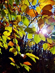 autumn leaves on a tree