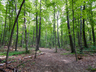 Dirt Path Through Young Forest Trees in the Woods