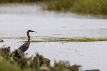 Reddish Egret Standing in Marsh Rain