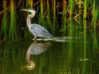 Obraz premium great blue heron