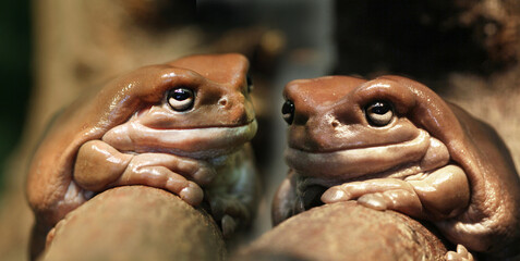 Korallenfinger (Litoria caerulea) zwei Frösche nebeneinander, Panorama 