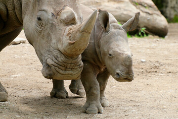 Breitmaulnashorn (Ceratotherium simum) Alttier mit Jungem 