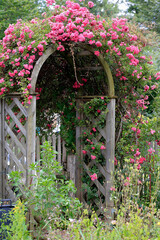 Rosenbogen mit vielen roten Blüten im Garten 