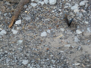 butterfly on stones