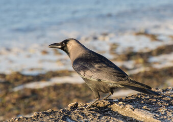 House Crow at beach