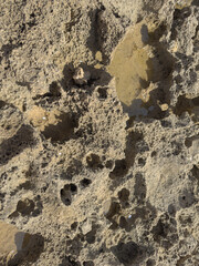 Naturally eroded coral texture - Rough surface with pores and holes in warm earth tones