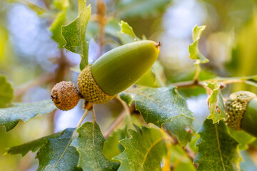 Foliage and acorns of Quercus faginea. Photo taken in Madrid Province, Spain. © josevgluis