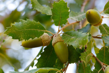 Obraz premium Foliage and acorns of Quercus faginea. Photo taken in Madrid Province, Spain.