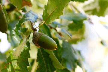 Foliage and acorns of Quercus faginea. Photo taken in Madrid Province, Spain. © josevgluis
