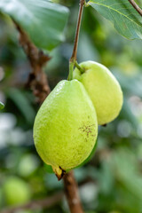 guava fruits on the branches of the tree