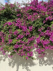 flowers in the garden