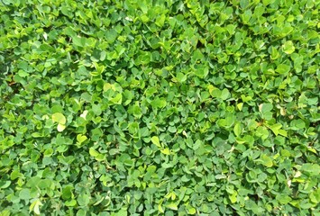 Close-up photo of green Arachis pintoi