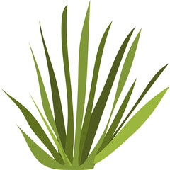 Abstract Green Grass Leaves Plant With Transparent Background And Copy Space For Design