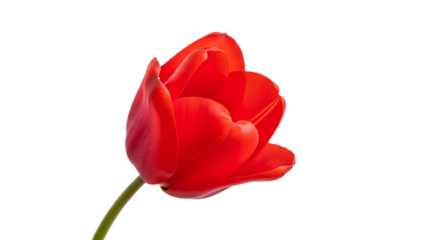Close up of a single red tulip flower with a green stem on a black background in sharp focus