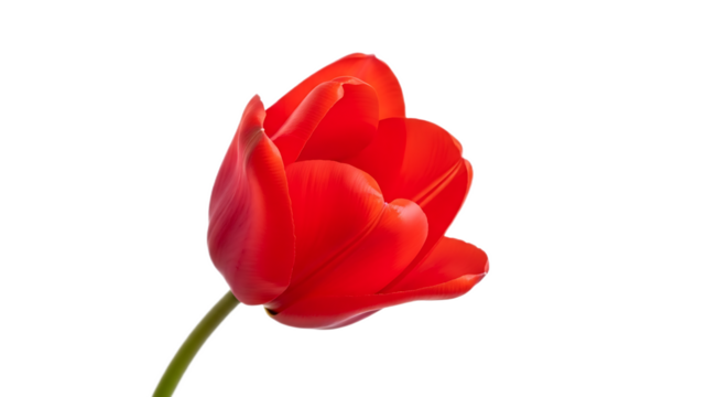 Close up of a single red tulip flower with a green stem on a black background in sharp focus