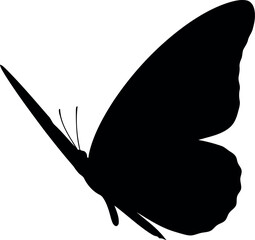 Black butterfly silhouette isolated on white background