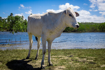 White cow standing near river under blue sky.