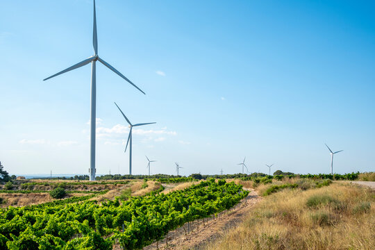Wind turbines among vineyard rows and grape fields in Terra Alta, Catalonia, Spain, capturing renewable energy integrated with agriculture across the Mediterranean landscape under clear autumn light