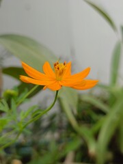 Bright orange cosmos flower exhibits intricate details of petal and center with green leaves