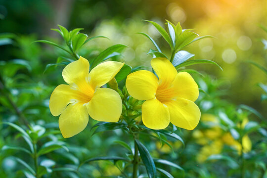 Two beautiful bright yellow Allamanda flowers in full bloom against a lush green garden background. Tropical floral beauty and nature.