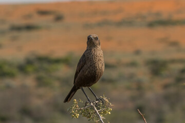 Ant-eating chat (Myrmecocichla formicivora) perching in the morning sun in Namaqualand, South Africa