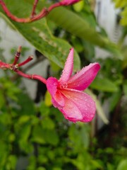 Close up vibrant pink plumeria blossom with water droplets and vibrant foliage outdoors