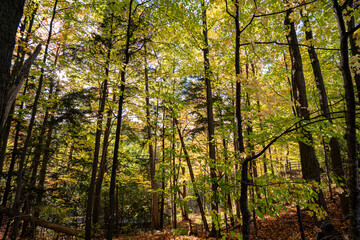 Sunlight shining through green and yellow autumn leaves in a forest.
