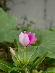 Fototapeta premium Close up of pink and white periwinkle flower bud in garden in natural light setting