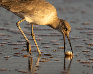 Willet Shorebird foraging for sand fleas on a Florida beach