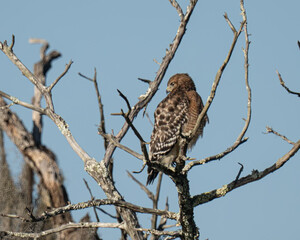 Red Shouldered Hawk perched on a branch