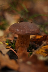 mushroom in the forest