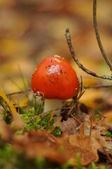 red mushroom in autumn forest